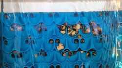 1088 10 RIVER SLUICE WITH MINI CELL DREAM MAT   GOLD RAT