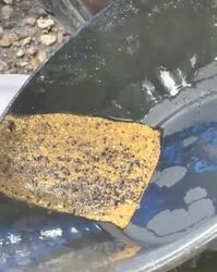 GOLD BALLARAT PROSPECTING EQUIPMENT   EUREKA FINDS   3